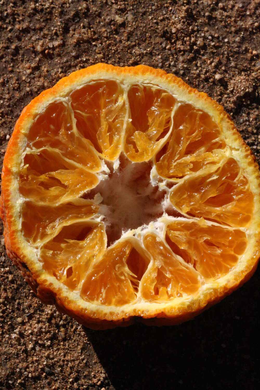            Fruit cross-section (Riverside, CA)   